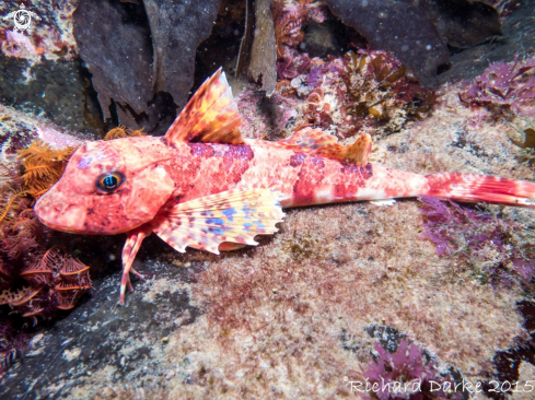 A Chelidonichthys capensis | Cape Gurnard