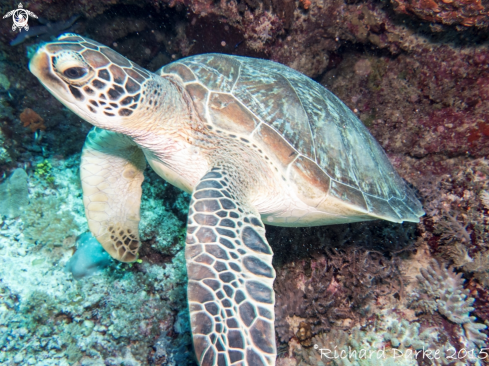 A Hawksbill Turtle