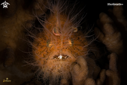 A hairy frogfish