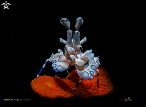 A Arlequin shrimp