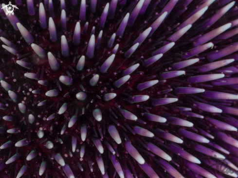 A sea urchin