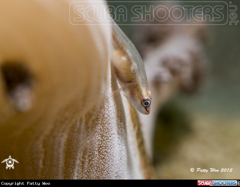 A Soft Coral Ghost Goby
