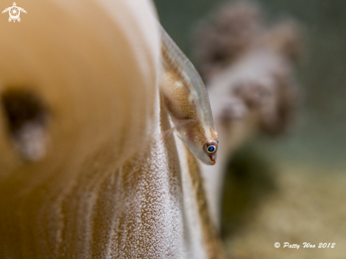 A Soft Coral Ghost Goby