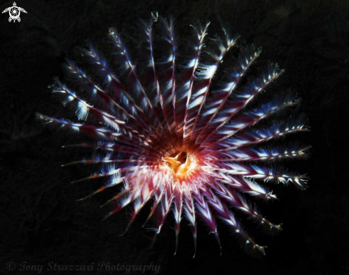 A Featherduster worm