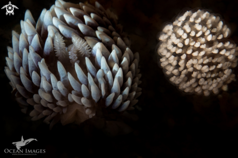 A Cape Silvertip Nudibranch