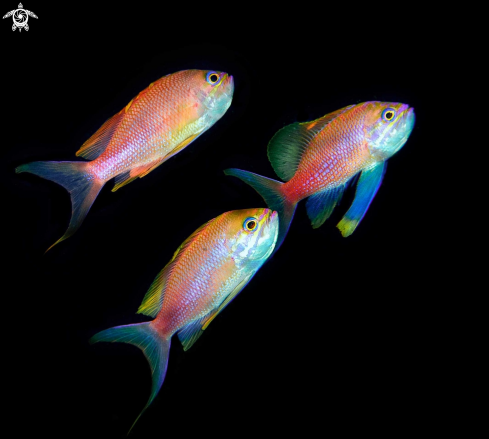 A anthias anthias