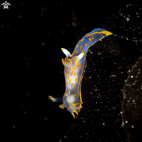 A Polycera quadrilineata