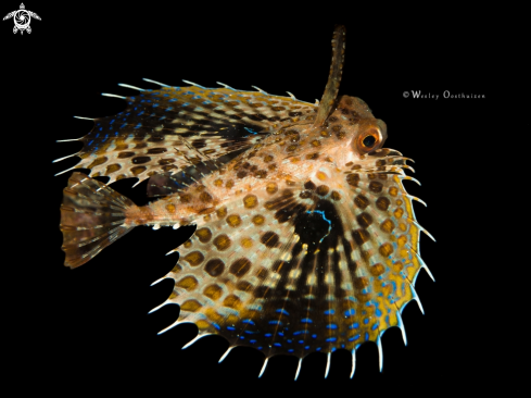 A Dactyloptena orientalis | Oriental flying gurnard