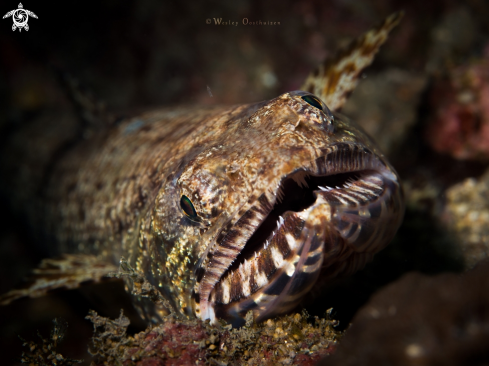 A Gracile lizardfish