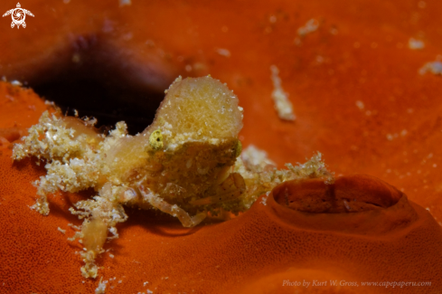 A Spider crab | Crab
