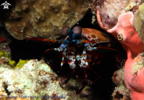 A Mantis shrimp