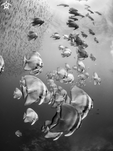 A Longfin Batfish