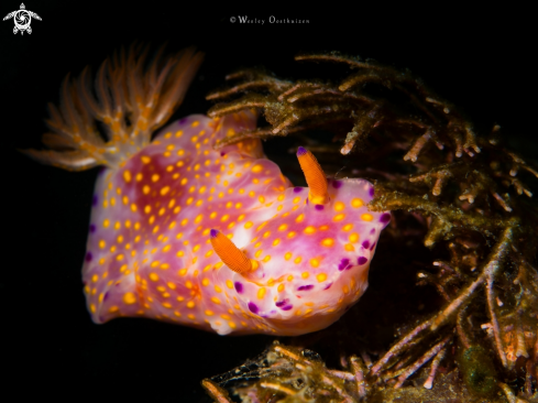 A Nudibranch