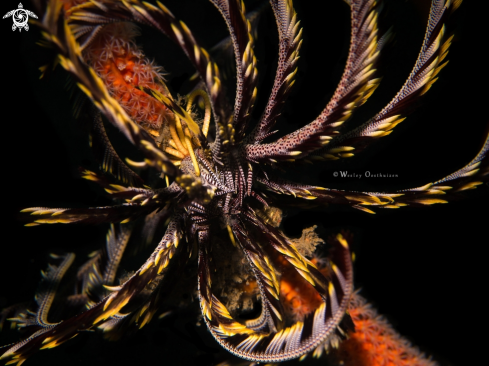 A Feather star