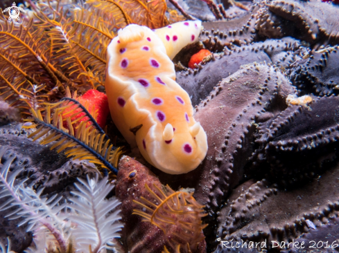 A Ceratosoma ingozi | Ink-spot Nudibranch