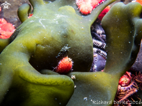 A Placida dendritica | Dendritic Nudibranch