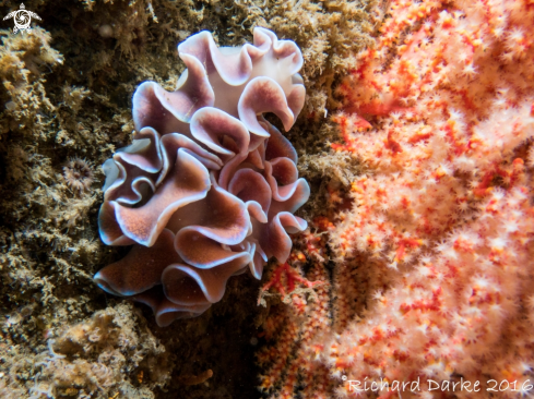 A Frilled Nudibranch