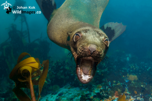 Cape Fur Seal