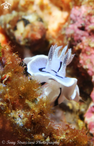 A Chromodoris willani | Chromodoris willani