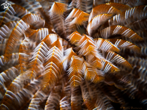 A Feather Duster Worm