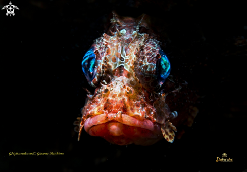 A Juvenile scorpenidae | Juvenile scorpenidae