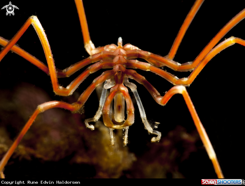 A Sea spider