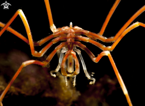 A Sea spider