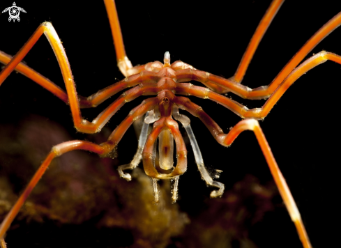 A Nymphon gracile | Sea spider