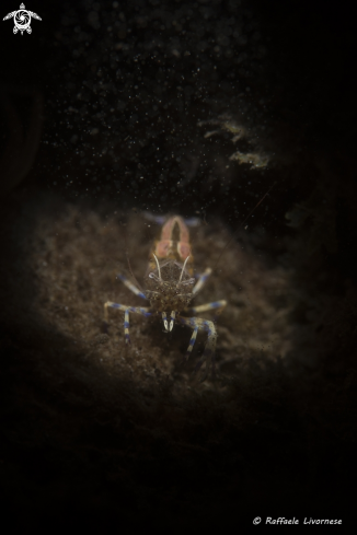 A Anemone shrimp