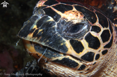 A Eretmochelys imbricata | Hawksbill Turtle