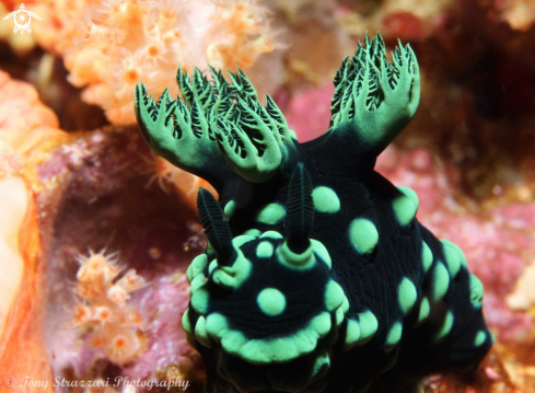 A Nembrotha cristata | Nembrotha cristata