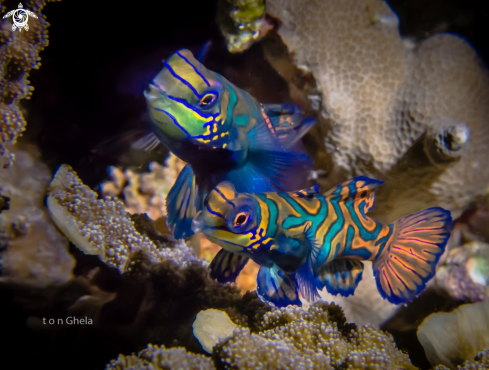 A Synchiropus splindidus | Mandarin fish