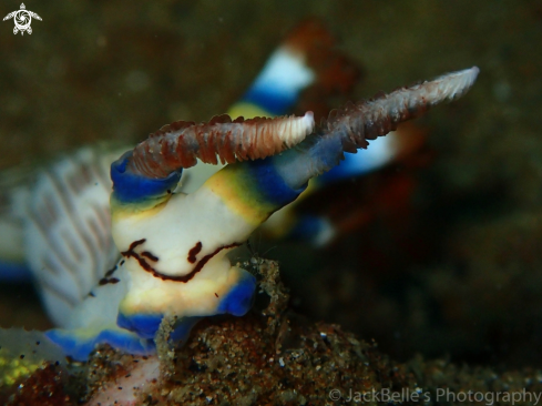 A  Nembrotha lineolata |  Nembrotha lineolata