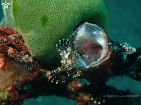 A Antennarius pictus | Painted Frogfish