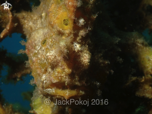 A Giant Frogfish