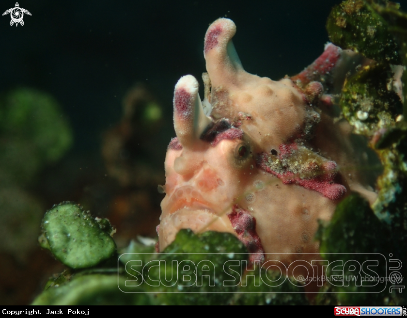 A Warty Frogfish