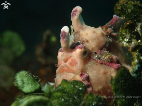 A Warty Frogfish