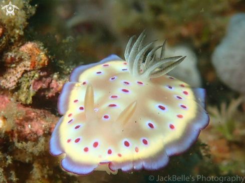 A Goniobranchus kuniei | Goniobranchus kuniei