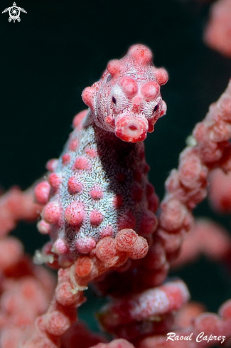 Pigmy seahorse