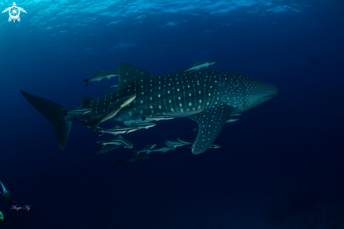 A Whale Shark