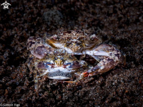 A Infraorder Brachyura | Crab