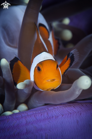 A Amphiprion ocellaris with parasitic isopod, Cymothoa exigua