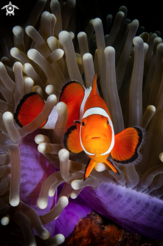 A Amphiprion ocellaris 