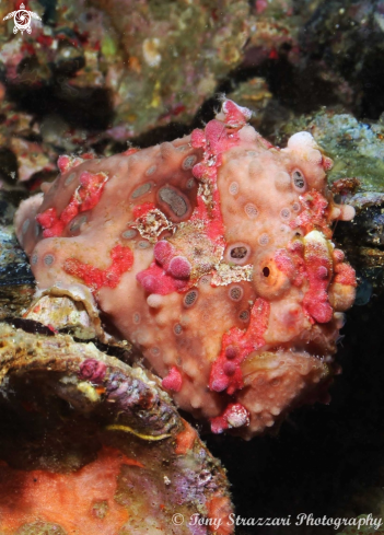 A Antennarius maculatus | Warty frogfish