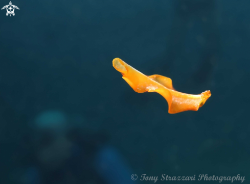 A Flower's flatworm