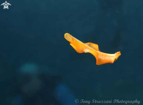 A Pseudobiceros flowersi | Flower's flatworm