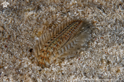 A Chloia flava | Worm
