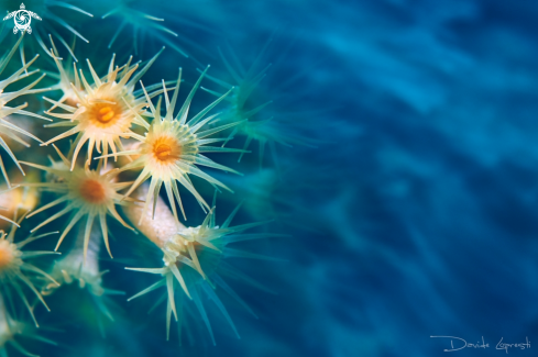 A Parazoanthus axinellae Schmidt | Margherita di mare