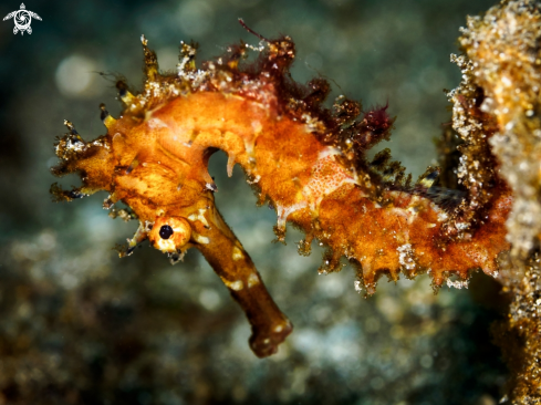 A Hippocampus histrix | Thorny Seahorse