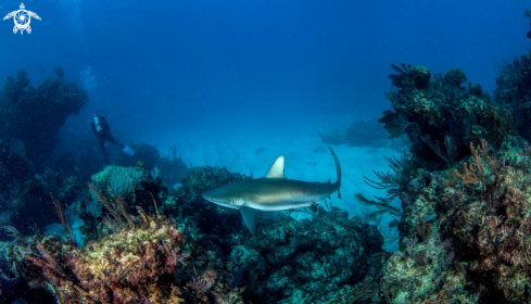 A Carcharhinus perezi | Caribbean reef shark